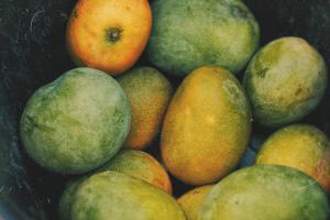 Care4Malawi mangos